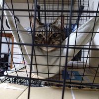 なおつば 会員画像