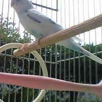 SAVE THE CAT 会員画像