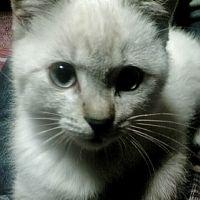 きのかつ 会員画像