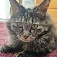 まるるネコさん