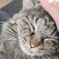まるるネコさん