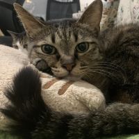 もにおさん