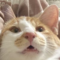 ララの父ちゃんさん