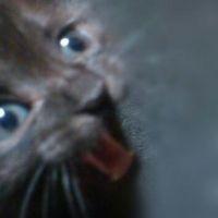 てつはは 会員画像