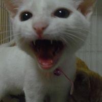 ぅめこ 会員画像