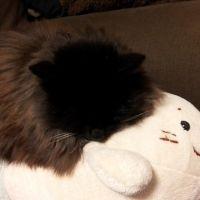こびひろねこ 会員画像