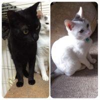 KAOmama 会員画像