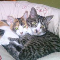 ねこパンチ一撃! 会員画像