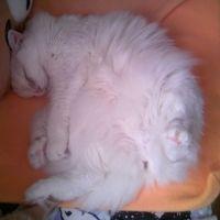 komoneko 会員画像