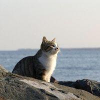 グレーテル 会員画像