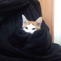 こまじー 会員画像