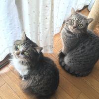 会員画像
