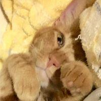 カオニャオ 会員画像