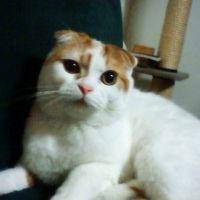 よこぽん 会員画像