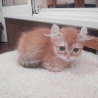 ねこすみ 会員画像