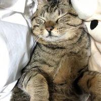 猫総家族 会員画像