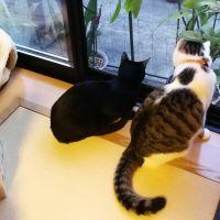 もかお 会員画像