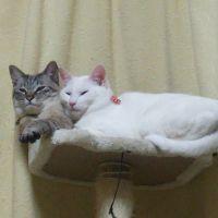 ねこたくん 会員画像