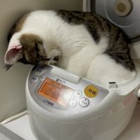 チャトラ34 会員画像