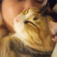 ねこの靴下 会員画像