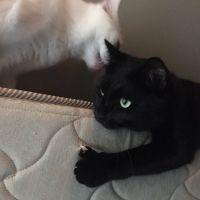 ねこなべさん 会員画像