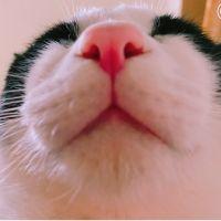 4ニャンズさん