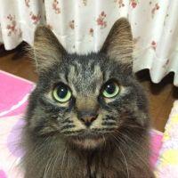あや3des. 会員画像