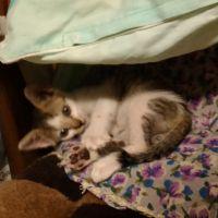 アキレ 会員画像