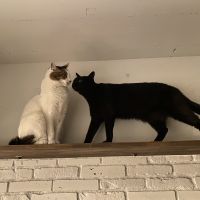 あおたこさん