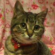 ねこわたる 会員画像