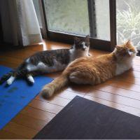 kuro&mike