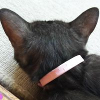 くろっこ 会員画像