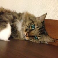 めぐまちさん