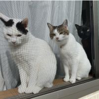 ギジュ 会員画像