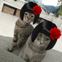 あききっず 会員画像