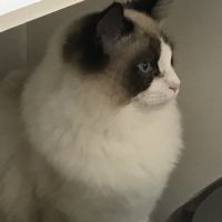 む ぎ 会員画像