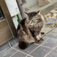 ねこねこちゃまさん