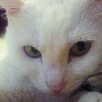 猫ココ猫 会員画像
