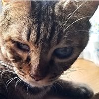 仔猫&仔犬 会員画像