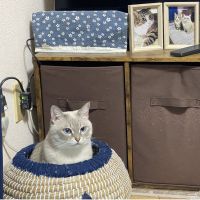 あんぽんはぁと 会員画像