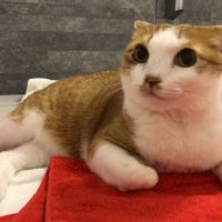 hogonekonokai 会員画像