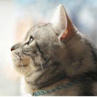 ジョーマサさん