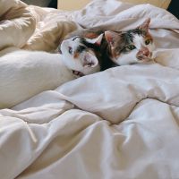 ふくむぎ 会員画像