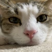 かよぴこ 会員画像