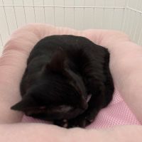 助さんうどん 会員画像