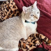 鈴木猫さん