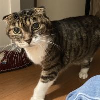 あずき餅 会員画像