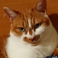 かつおささみ 会員画像