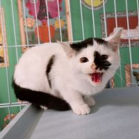 猫の手も借り隊さん