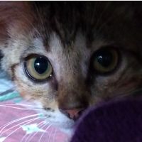 ホッパーさん